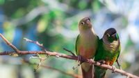 pic for Two Beautiful Green Parrots 